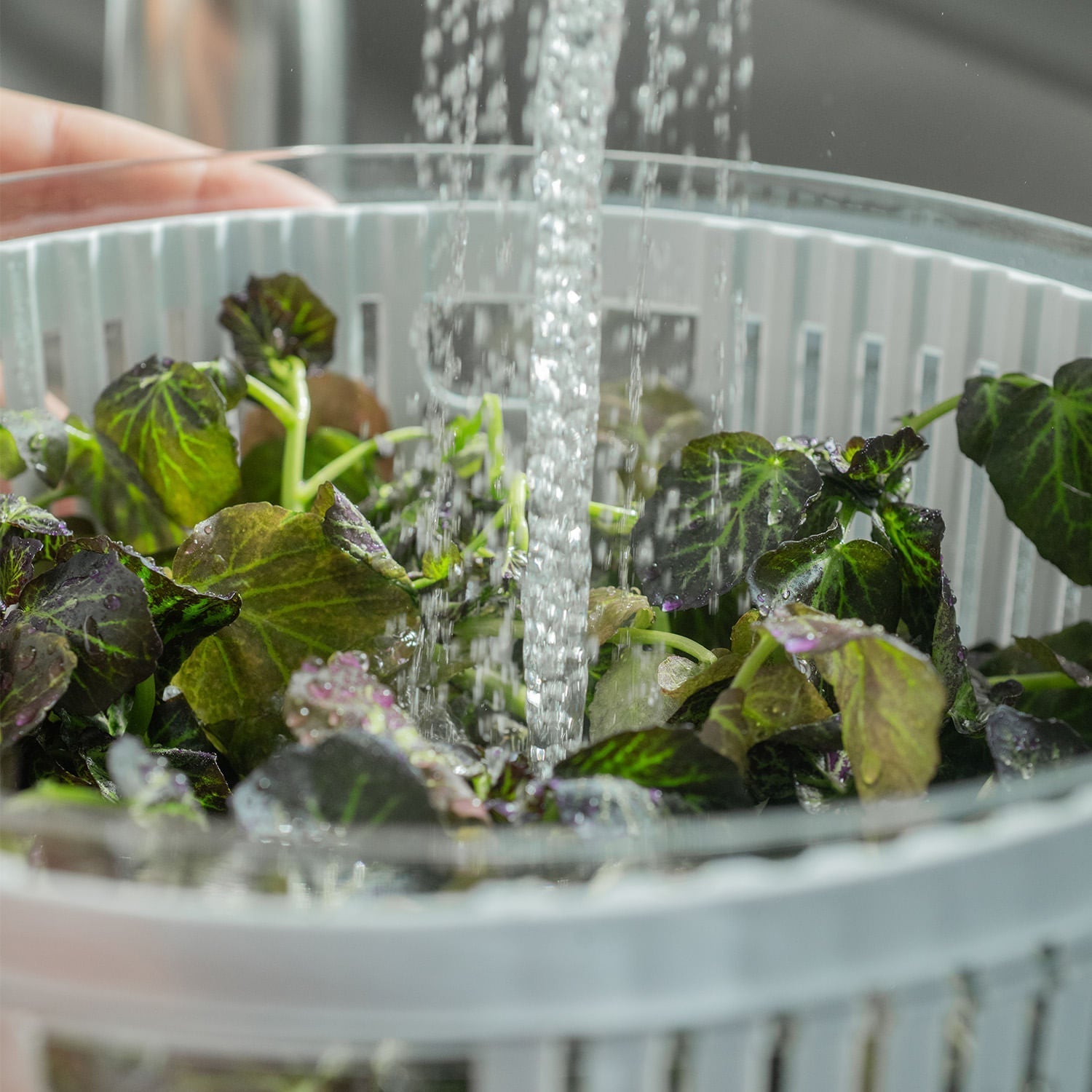 Kit organizador e secador de saladas Ou 5,5L Linha Clear Fresh